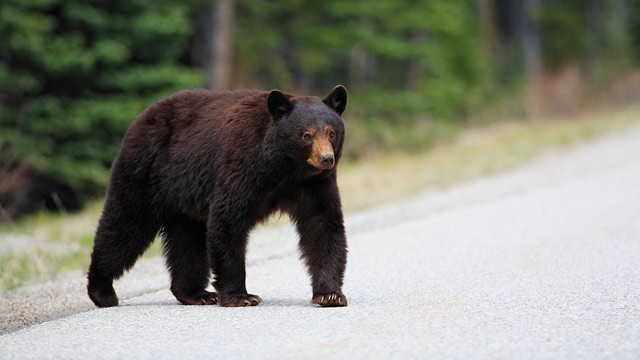 Enform Bear Awareness Enform Bear Awareness